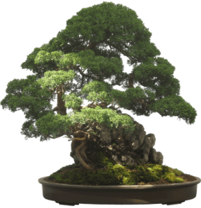 maceta bonsai barata