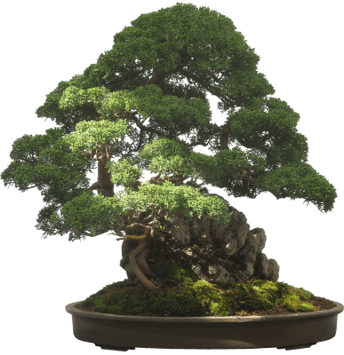 maceta bonsai ikea